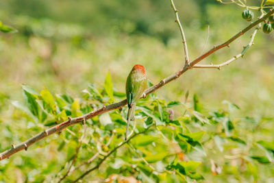 Close-up of bird perching on branch