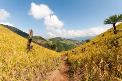 Narrow pathway along countryside landscape