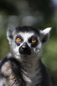 Close-up portrait of cute looking away