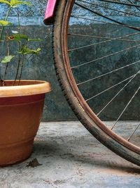 Close-up of potted plant against wall