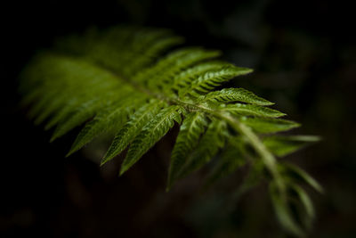 Close-up of fern growing at night