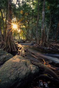 Scenic view of river amidst trees in forest during sunrise
