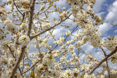 Low angle view of cherry blossoms against sky