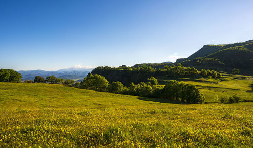 Scenic view of field against clear sky