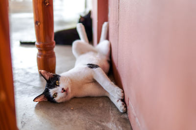 Funny white cat pose