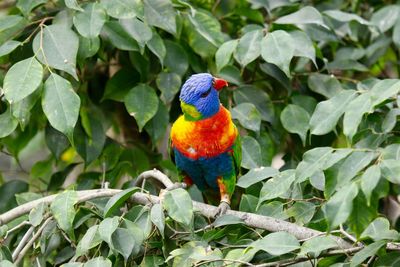 Birds perching on branch