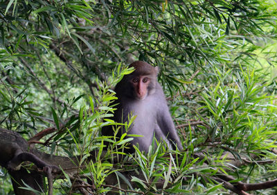 Monkey sitting in a forest