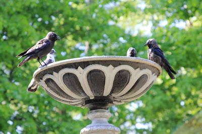 Low angle view of bird perching on a tree