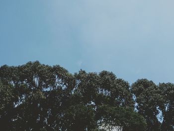 Low angle view of trees against sky