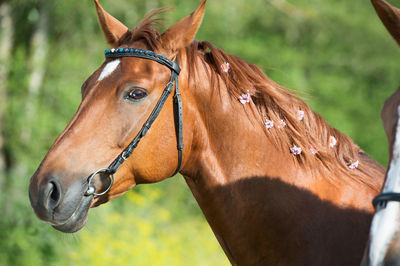 Brown horse standing on field