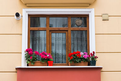 Potted plant on window sill of building