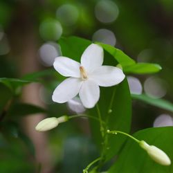 Close-up of white flowering plant