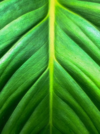 Full frame shot of green leaf