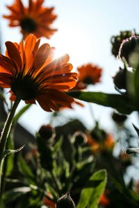 Close-up of orange flowering plant