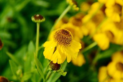 Close-up of yellow flowering plant on field