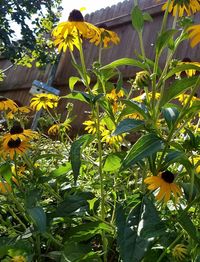 Close-up of yellow flowers blooming outdoors