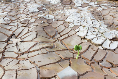 High angle view of dry leaves on plant