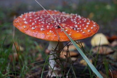 Close-up of fly agaric mushroom on field