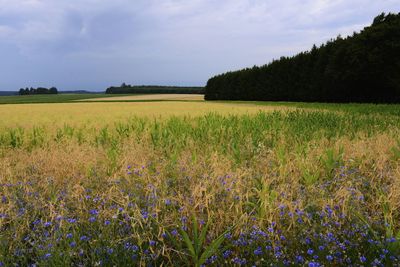 Scenic view of field against sky