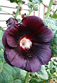 Close-up of purple flowering plant