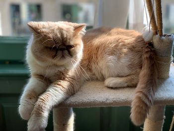 Close-up of a cat sleeping at home