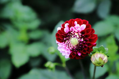 Close-up of pink dahlia flower