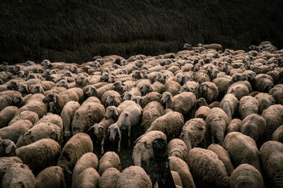 Sheep on rocks