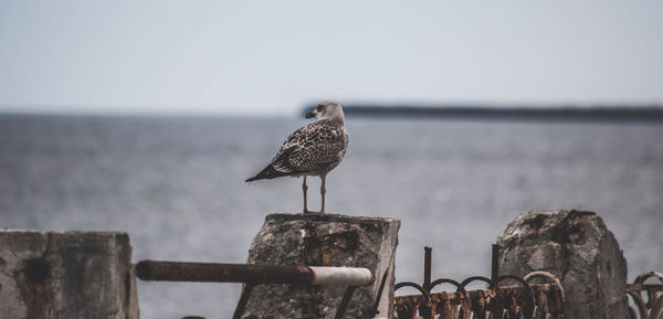 Seagull perching on wooden post