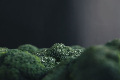 Close-up of green plant against black background
