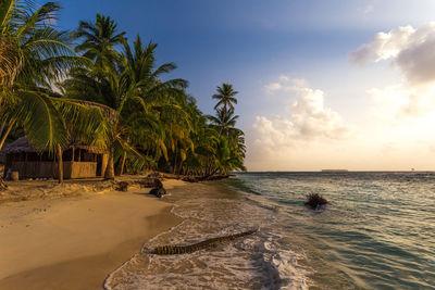 Scenic view of palm trees on beach against sky