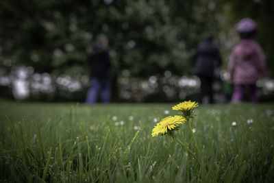 Yellow flowering plant on field