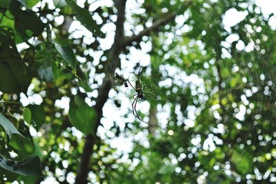 Low angle view of insect on tree