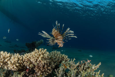 View of coral swimming in sea