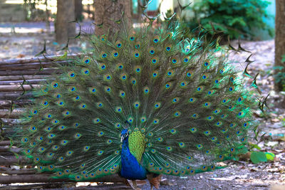 Close-up of peacock