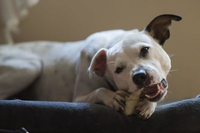 Close-up portrait of dog relaxing at home