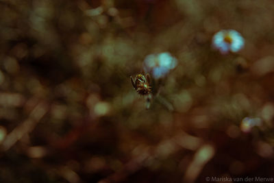 Close-up of bee pollinating flower