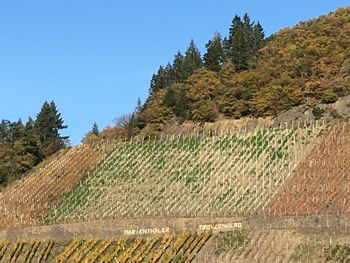 Agricultural field against clear sky