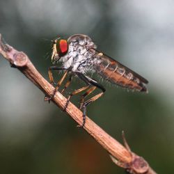 Close-up of insect on twig