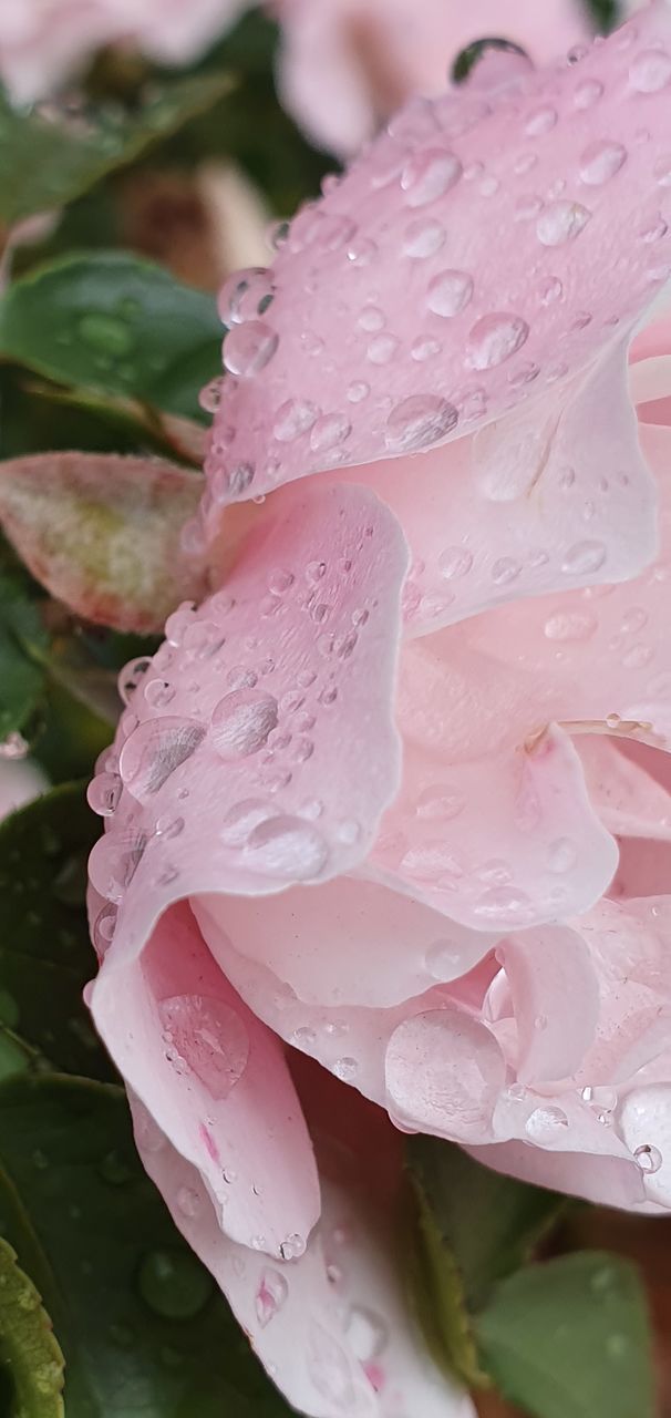 CLOSE-UP OF WATER DROPS ON PINK FLOWER