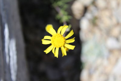 Close-up of yellow flower