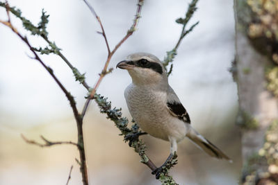 Close-up of bird perching on tree