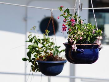 Close-up of potted plant