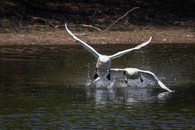 Birds flying over lake