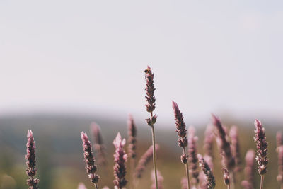 Close-up of plants against clear sky