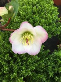 Close-up of flower blooming outdoors