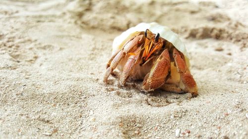 Close-up of crab on beach