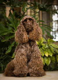 Dog sitting on footpath