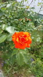 Close-up of red flower