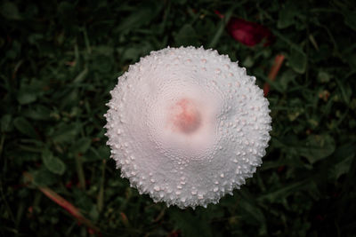 Close-up of white flower on field