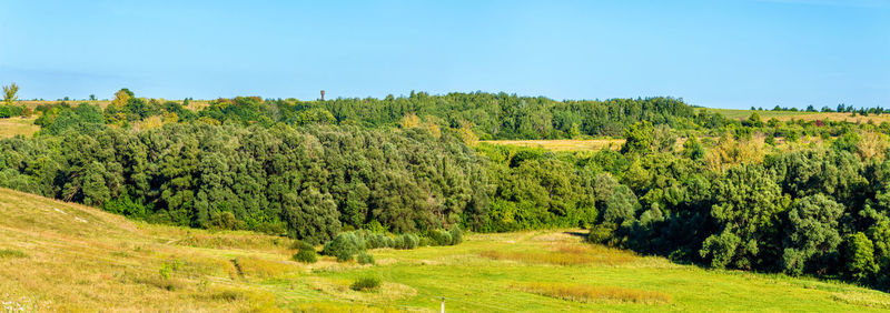 Scenic view of trees on field against sky